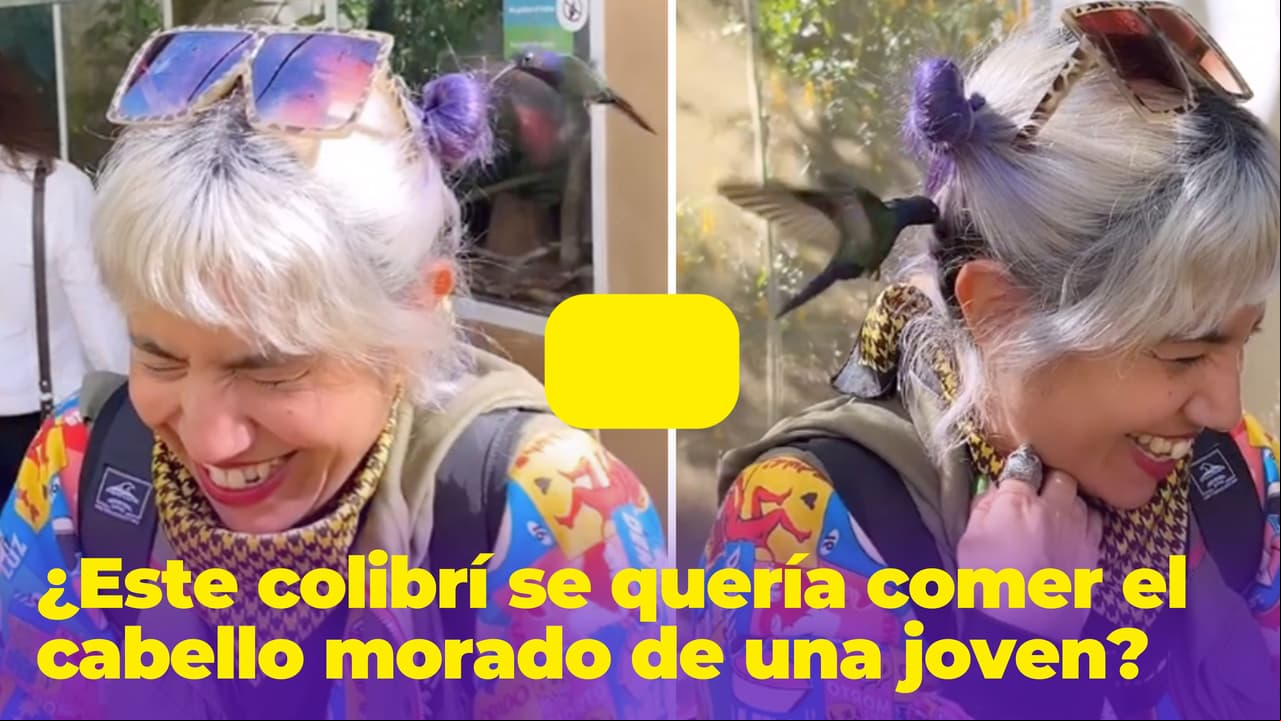 ¿Este colibrí se quería comer el cabello de una joven? Pensó que era una flor y esto pasó