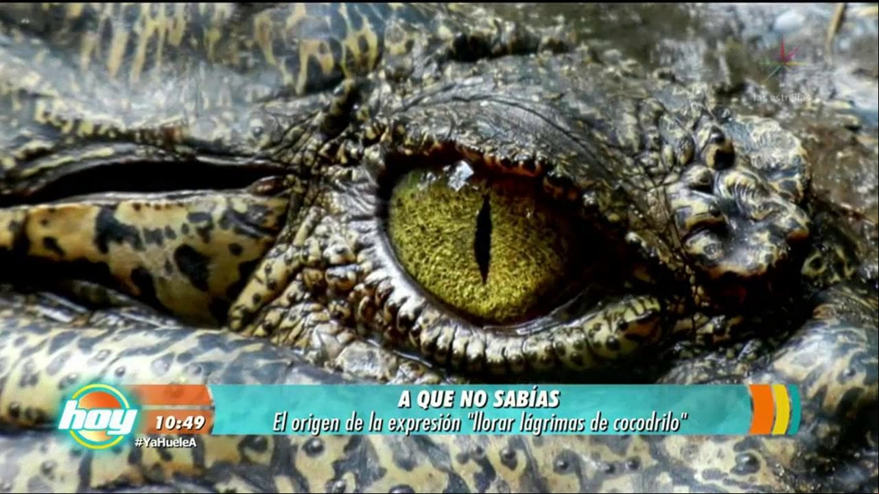 ¿Has llorado lágrimas de cocodrilo?