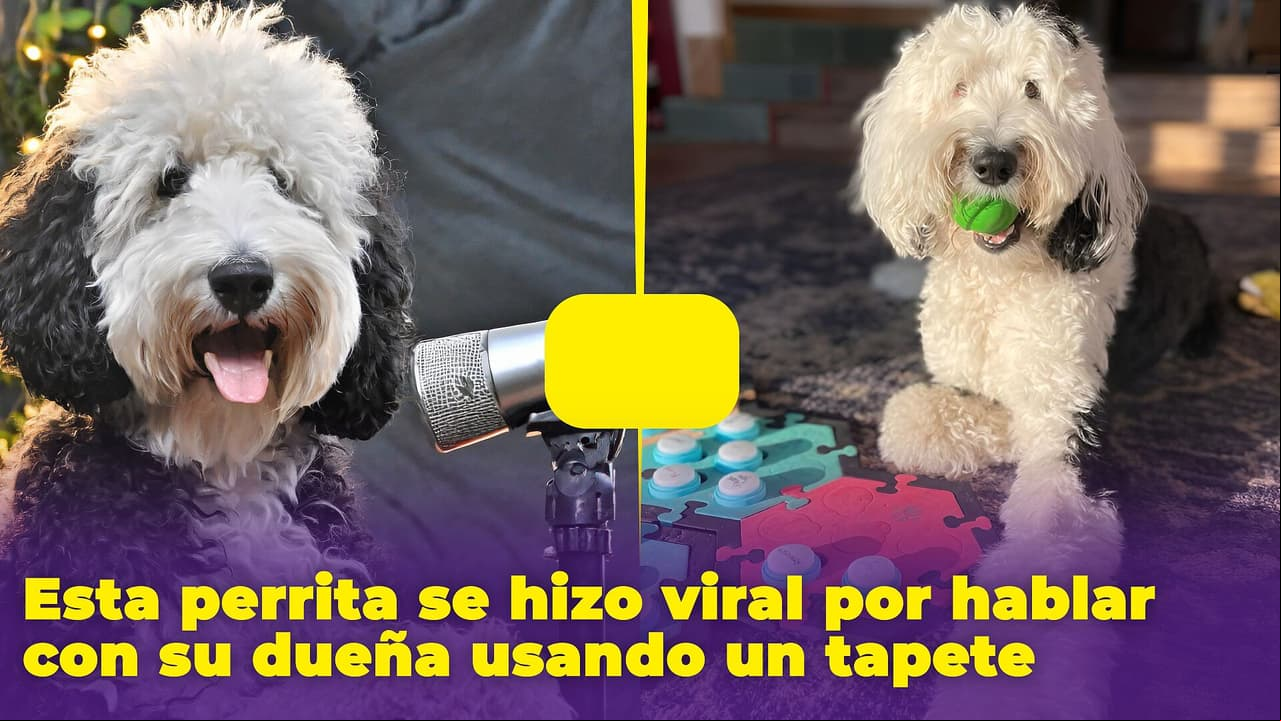 Conoce a Bunny, la perrita que habla con su dueña usando un tapete: es una estrella de TikTok