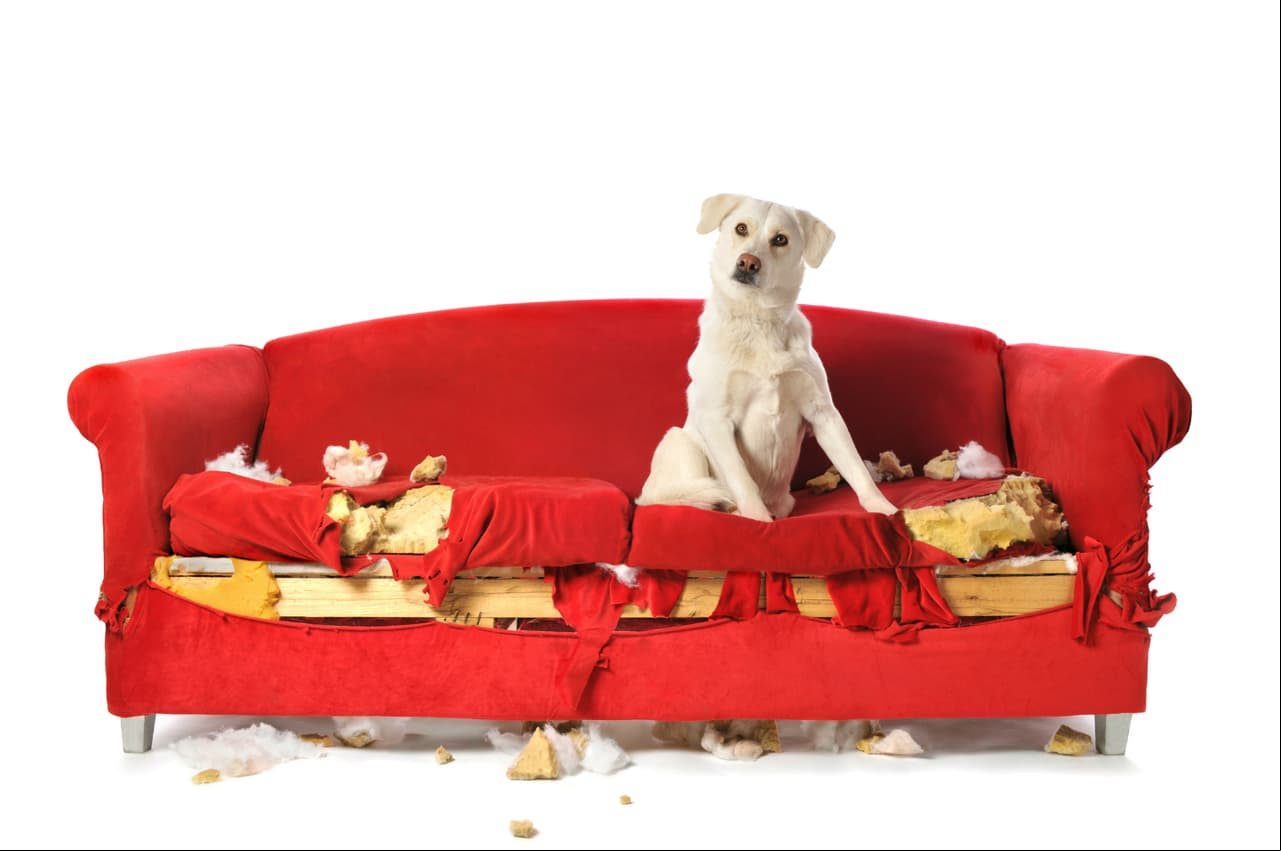 ¿Por qué mi perro muerde los muebles?