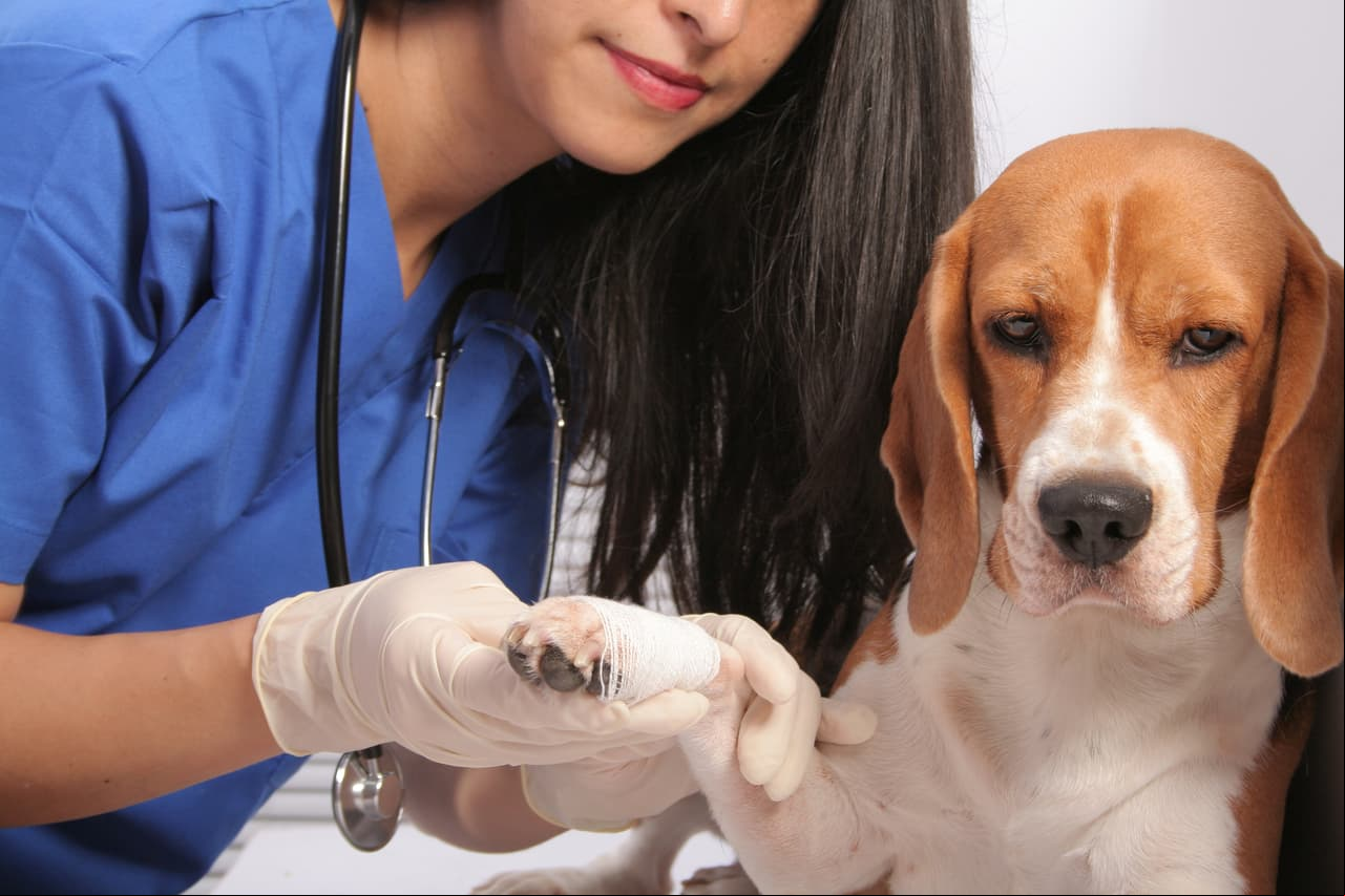 Los perros perciben el momento en que sus dueños deciden sacrificarlos