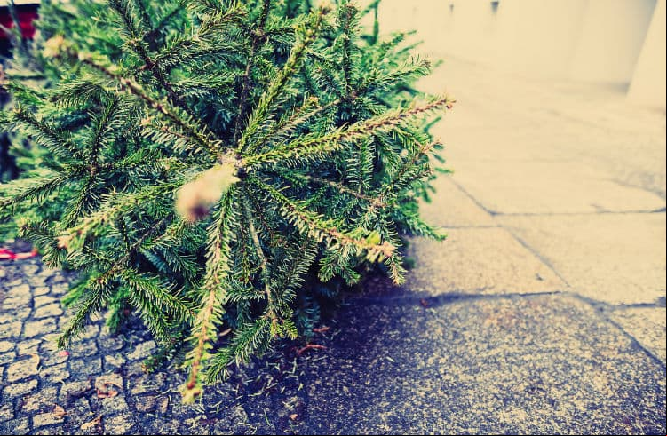 ¿Dónde reciclar el árbol de Navidad en la Ciudad de México?