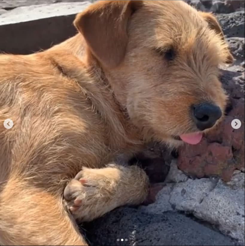 “Me sorprendió encontrar estos tres perros justo en la cima de la Pirámide del Sol. Perros mexicanos del sol”, comentó.