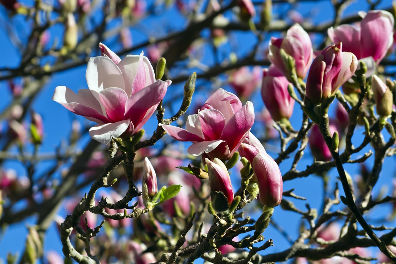 Extracto de magnolia. La Universidad de Illinois, Estados Unidos, asegura que el extracto de corteza de la flor de magnolia es uno de los mejores remedios contra el mal aliento. Mascar esta sustancia eliminaría el 61% de las bacterias.