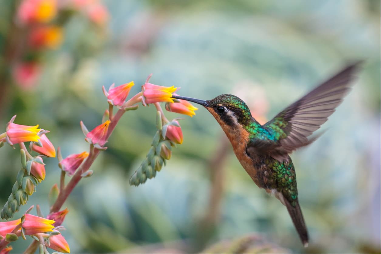 El colibrí es considerado un animal de buena suerte