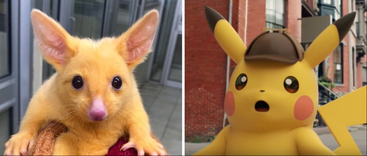 Conoce a la zarigüeya que es muy parecida a Pikachu