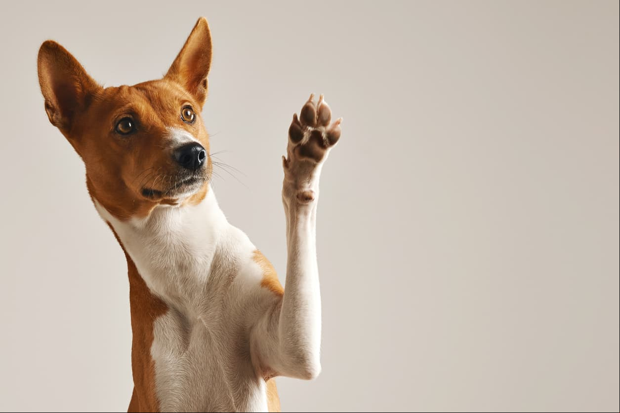 Las patas de los perros huelen a papas, ¡descubre por qué!