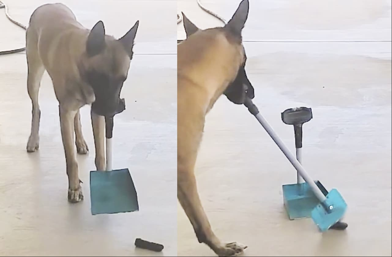 Perrito conmociona Internet al limpiar su popó con escoba y recogedor