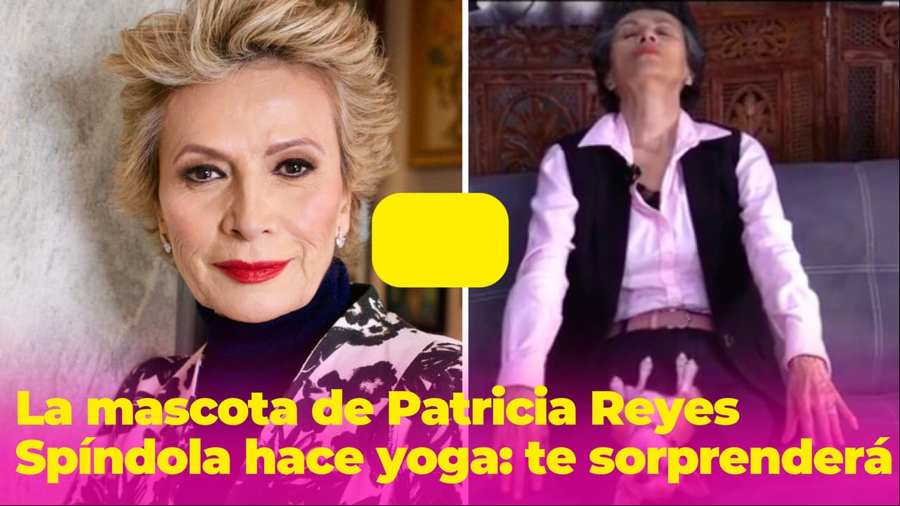 ¿Un perrito Chihuahua tranquilo? La mascota de Patricia Reyes Spíndola hasta yoga hace