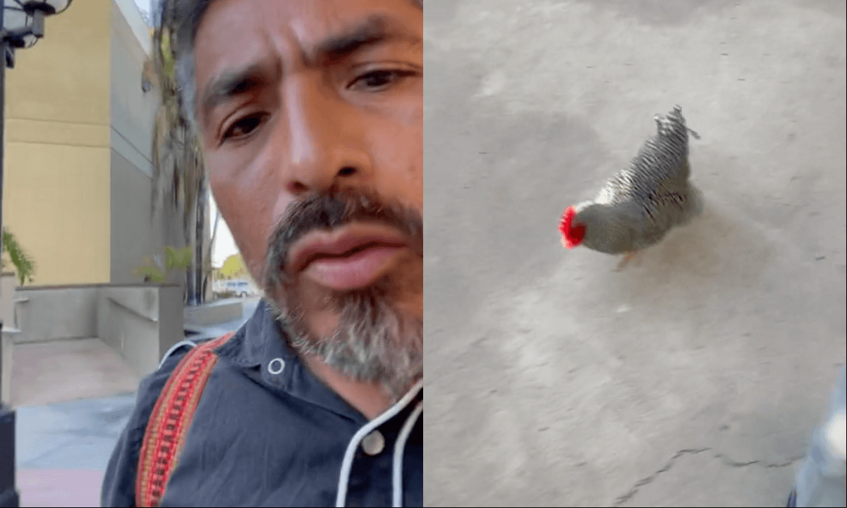  de TikTok pasea a su gallo en un centro comercial y desata risas