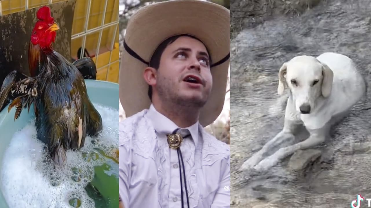"Qué agusticidad": De dónde viene el audio viral de TikTok y 5 de los mejores videos