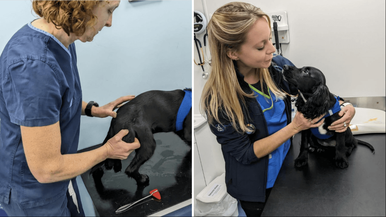 Ella es Ariel, la perrita de 6 patas que cautivó al Internet con su historia.