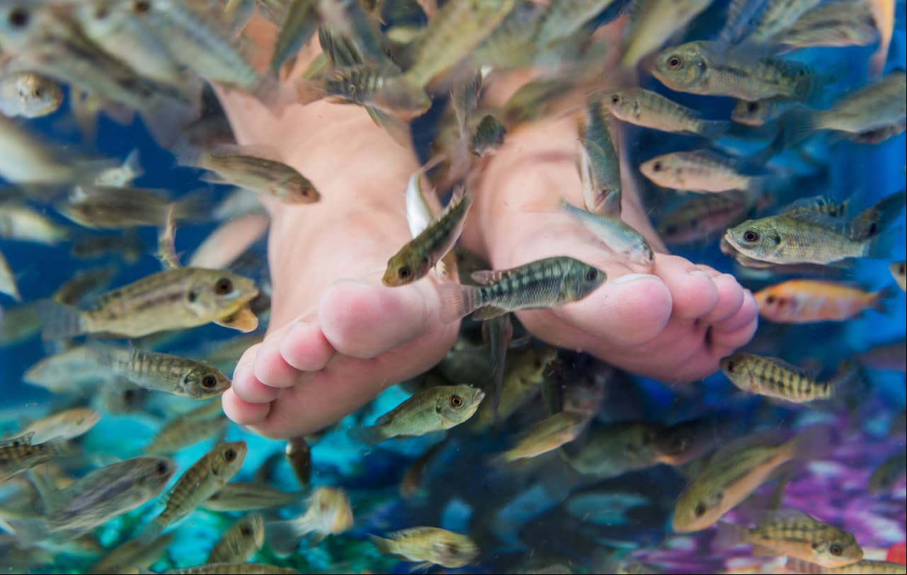 La ictioterapia consiste en dejar que unos diminutos peces se alimenten de la piel muerta de los pies humanos para “limpiarlos”