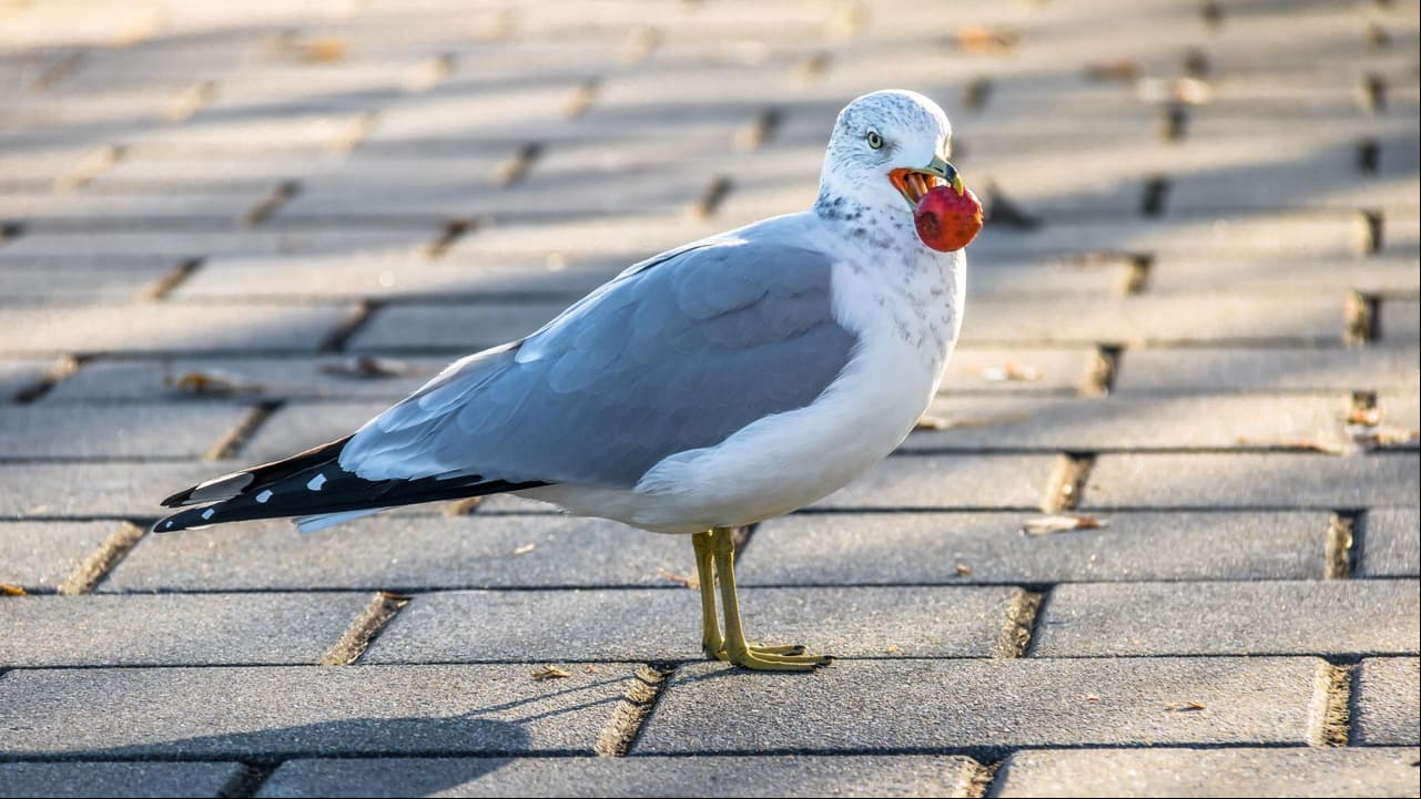 Gaviota ladrona entra a supermercado y se roba un sándwich: video divierte a TikTok