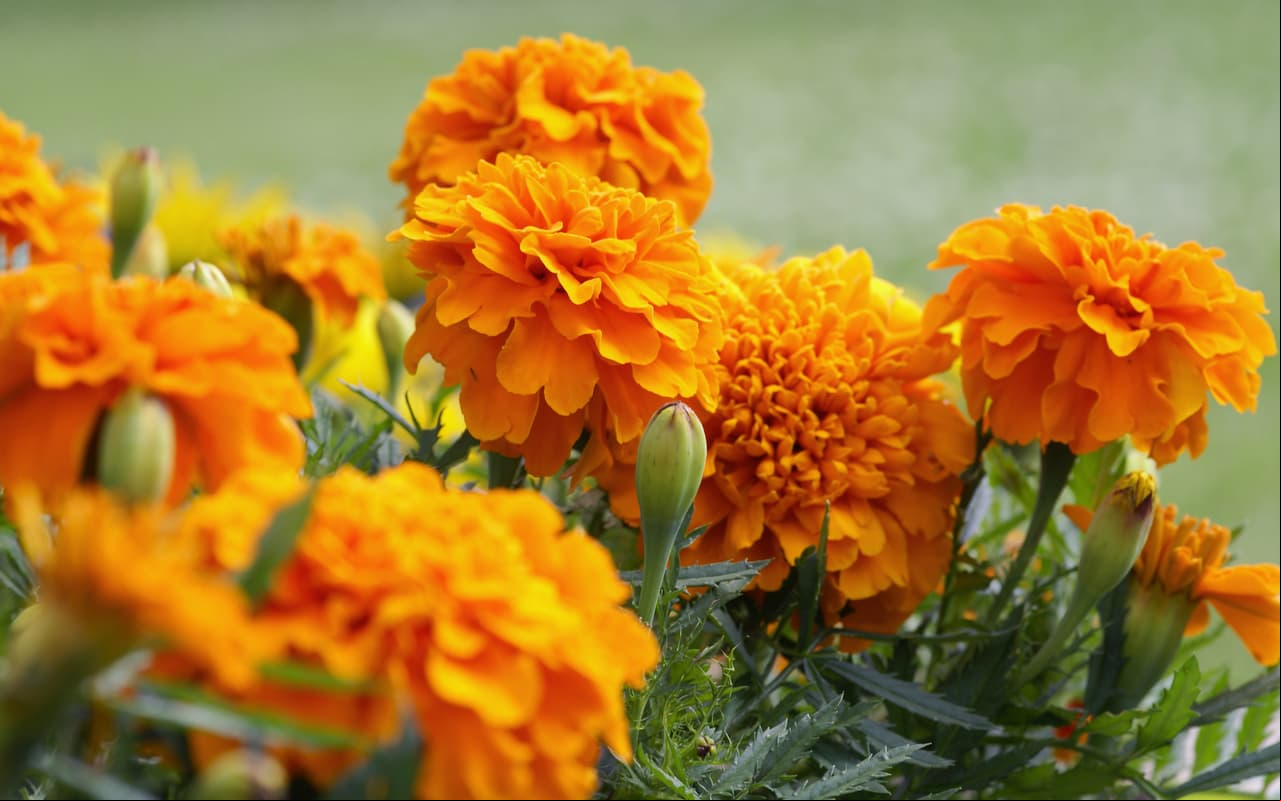 Flores. El cempasúchil, que en náhuatl significa “flor de los cuatrocientos pétalos” simboliza al sol, el guía del alma y por su característico aroma atrae a nuestros difuntos a casa.