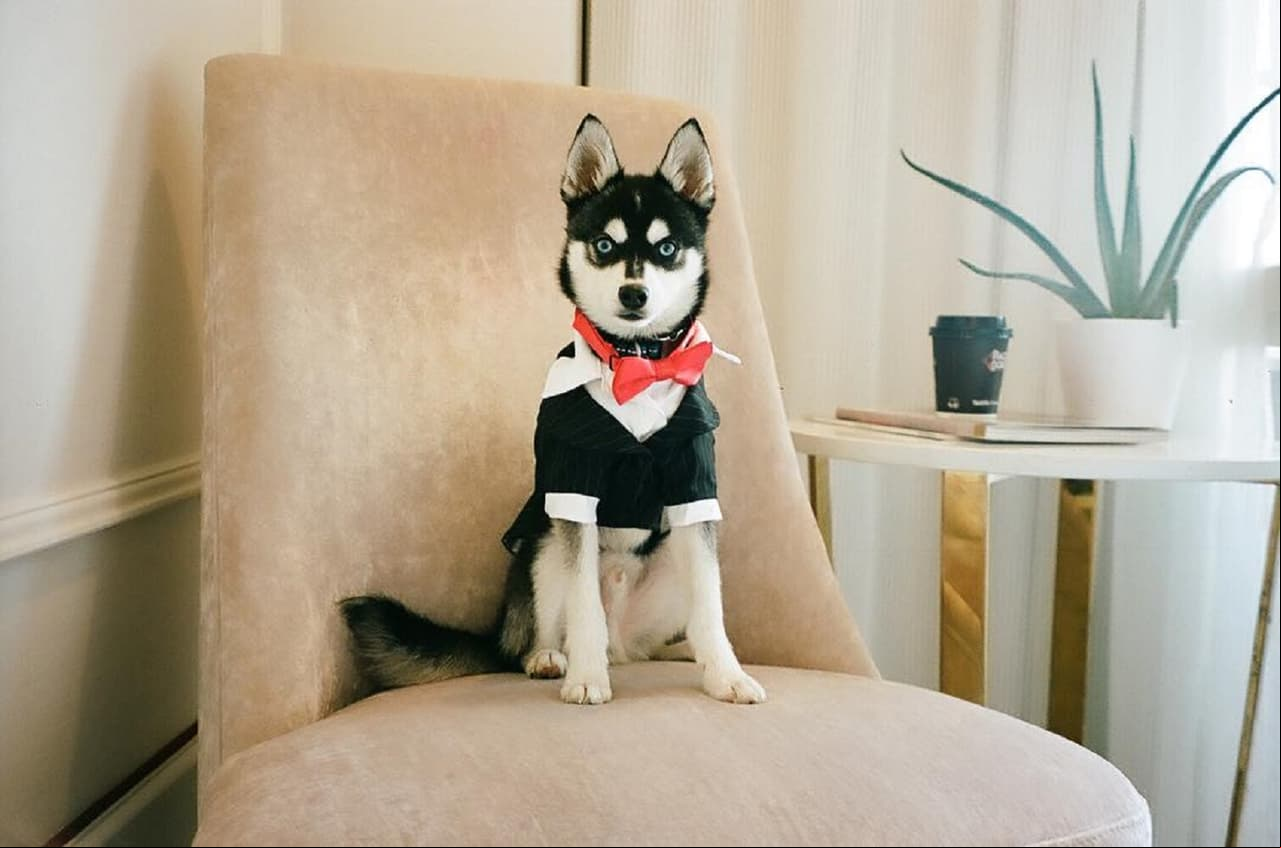 De acuerdo con la revista Elle, el perro de la pareja llamado Porky Basquiat Jonas, vistió un esmoquin durante la ceremonia.