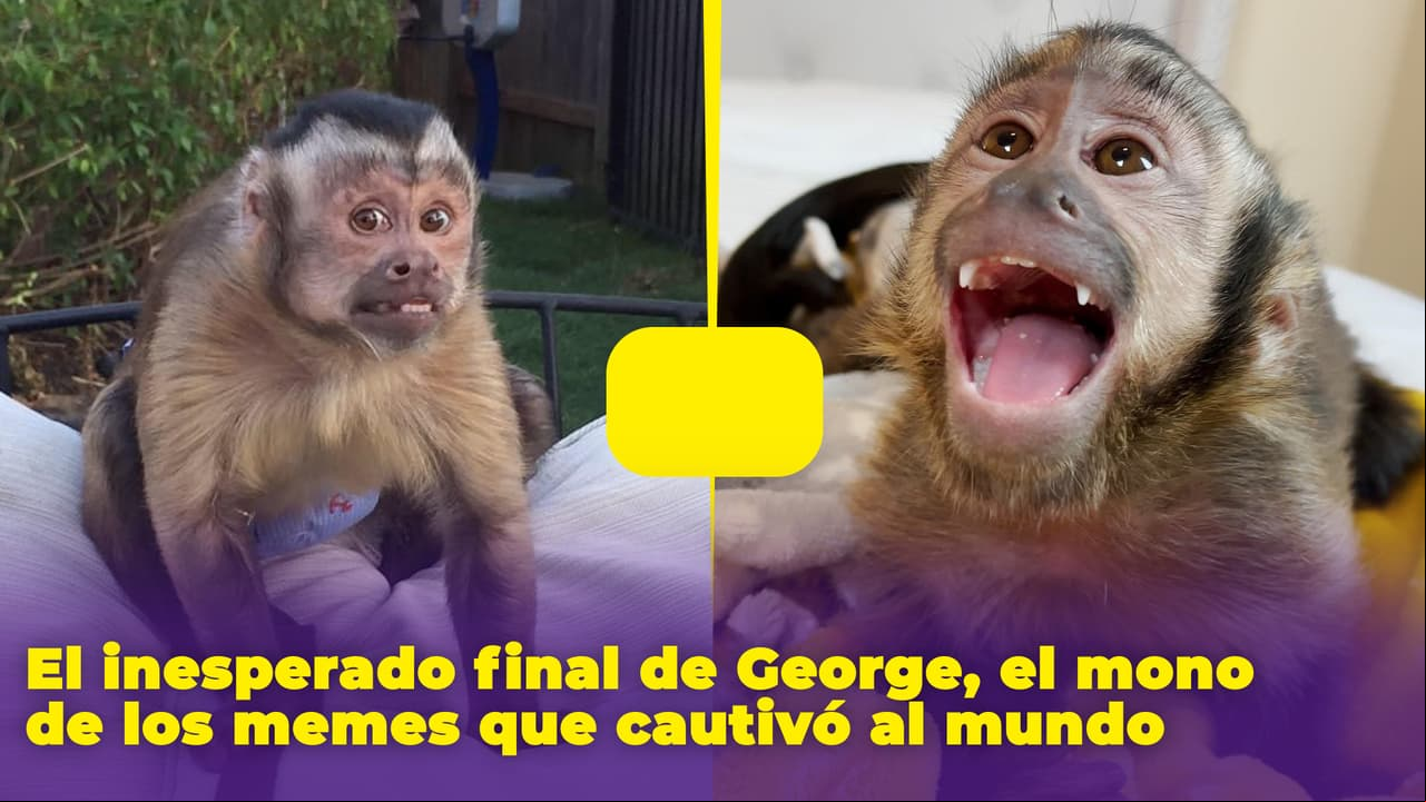 George, el monito de los memes, tuvo un triste final a causa de una cirugía
