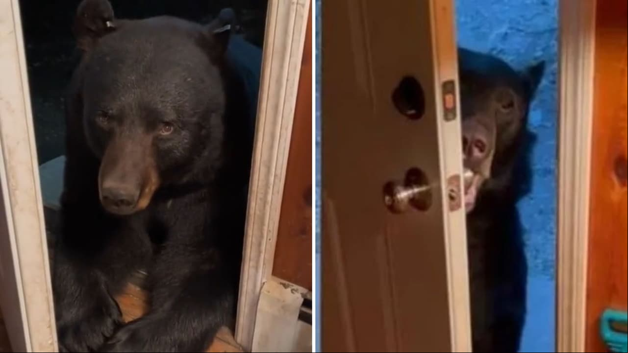 Mujer comparte cómo es visitada por un enorme oso negro todos los días: pasa como en su casa
