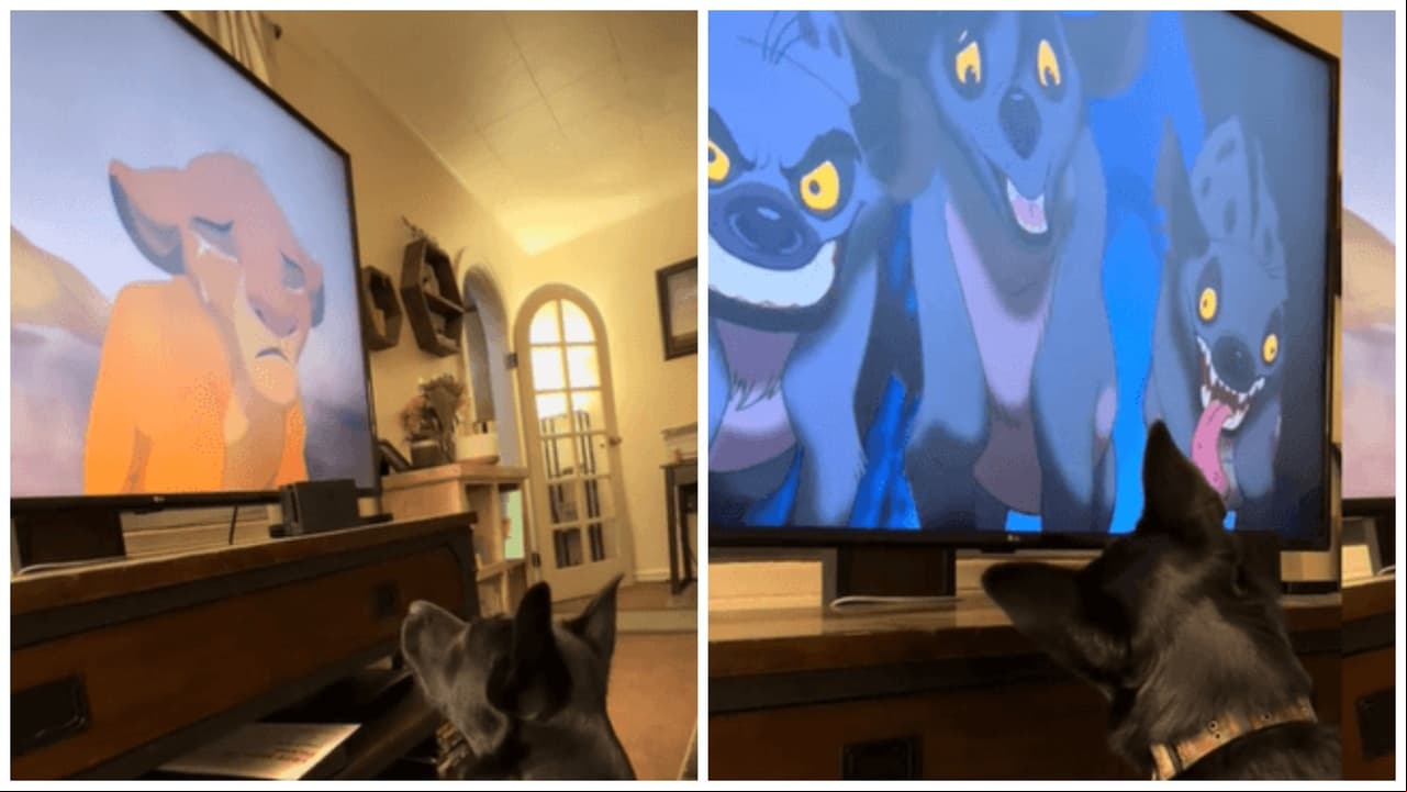 Perrito llora al ver la escena más triste de 'El Rey León' y conmueve a TikTok