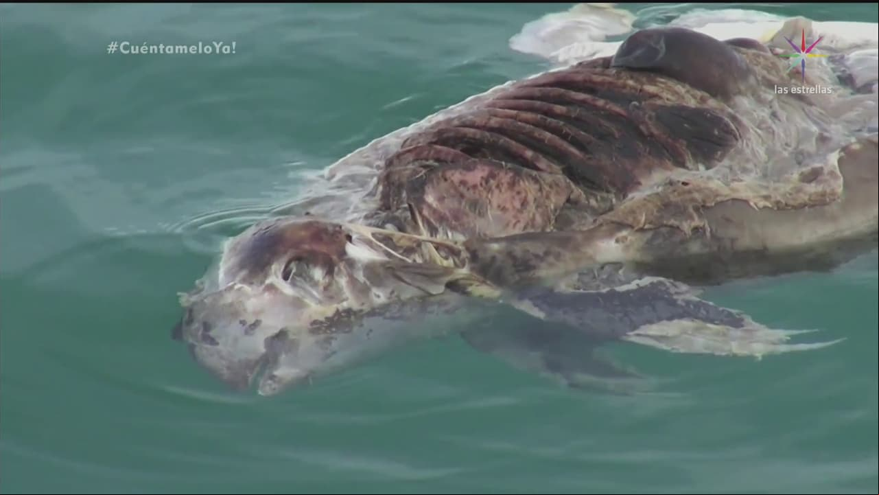 La mafia detrás de la extinción de la vaquita marina será expuesta