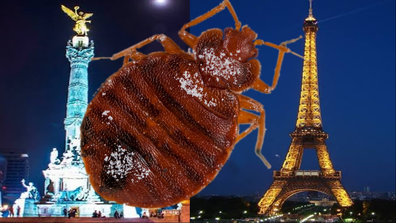 Plaga de chinches en México y París podría volverse mundial: advierten expertos