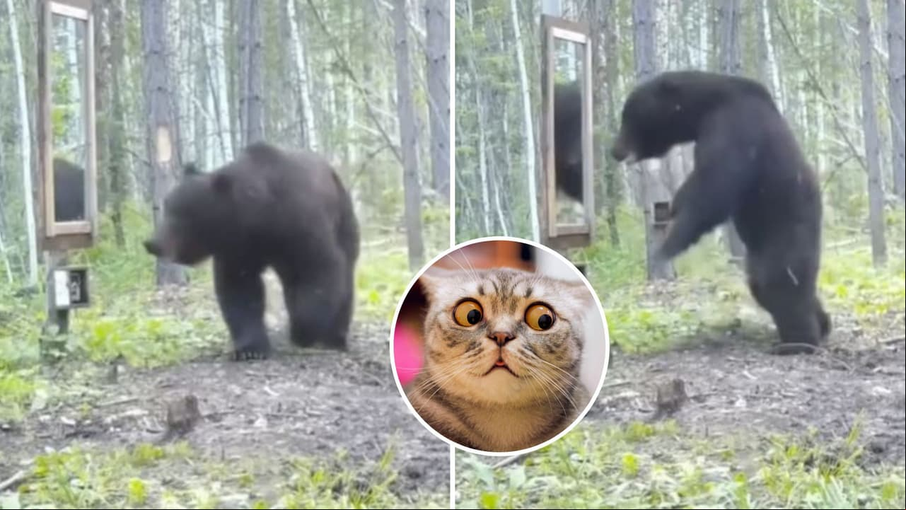 Oso se hace viral por su inesperada reacción al verse por primera vez al espejo
