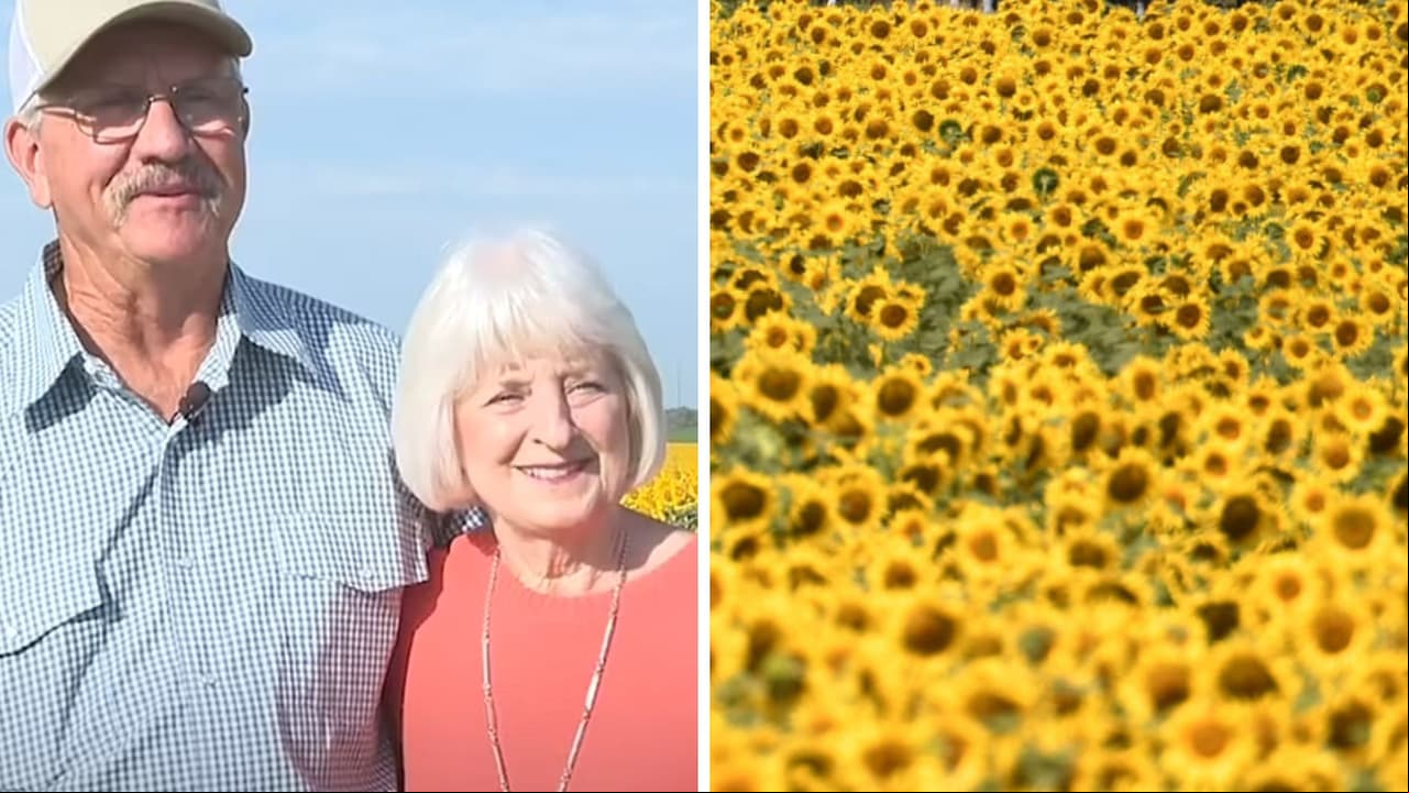Hombre celebra su 50 aniversario de bodas plantando 1 millón de girasoles para su esposa