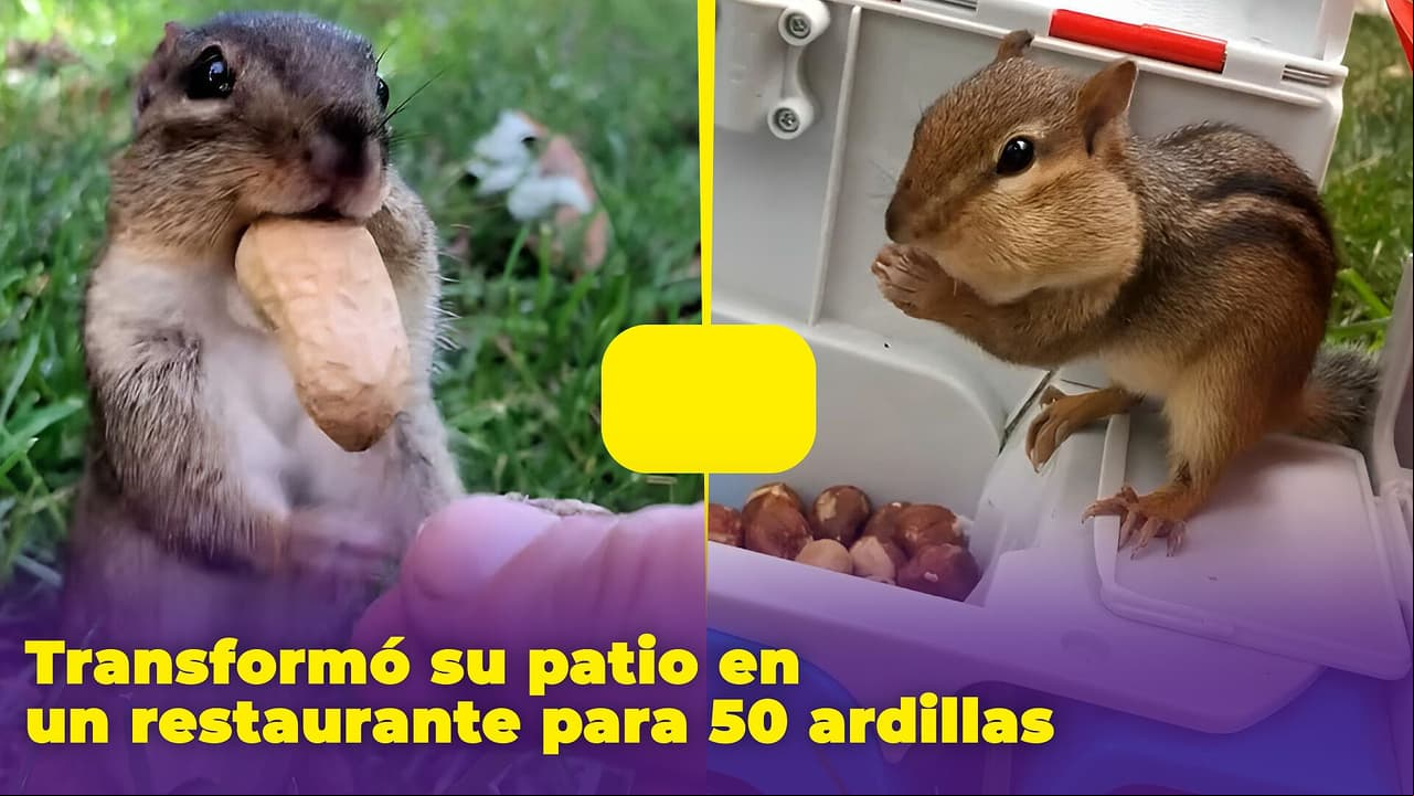 50 ardillas viven en su patio: lo transformó en un restaurante para ellas y lo presume en TikTok