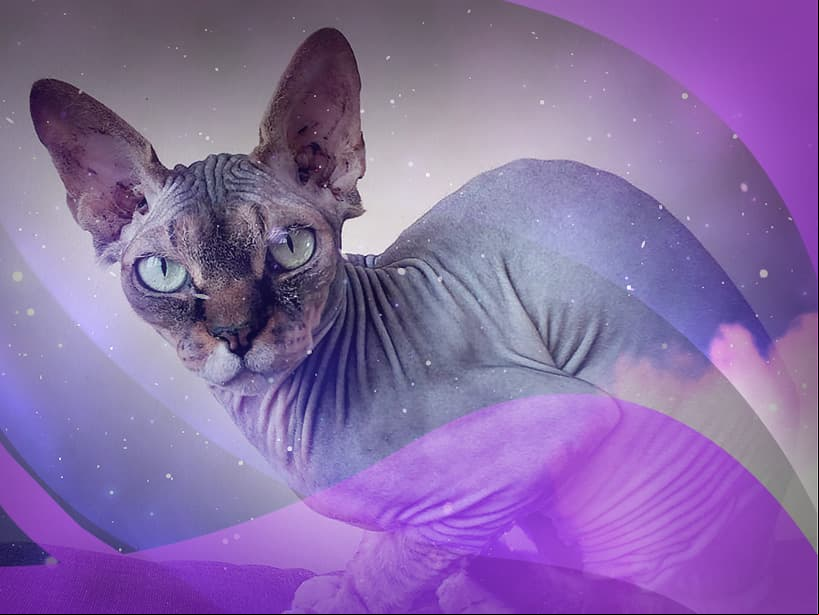 Escorpio, el gato esfinge de mirada penetrante y apariencia extraña es muy parecido a tu personalidad misteriosa. Posee una agilidad e inteligencia aguda. Es fiel y demanda una gran atención.