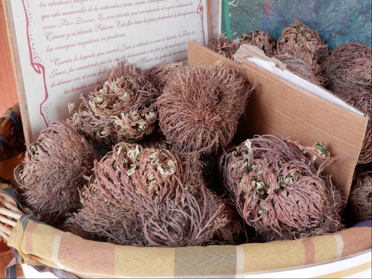 La flor de Jericó es un excelente amuleto para atraer la prosperidad