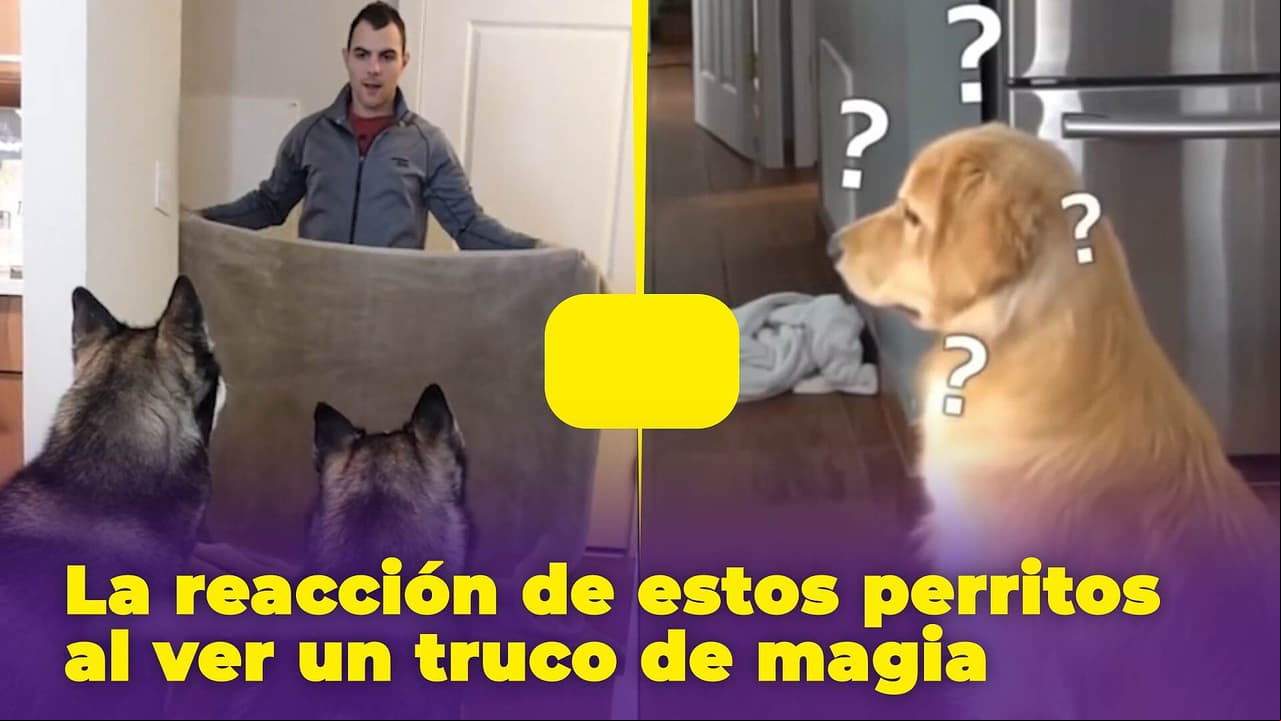 Estos perritos se creyeron un truco de magia: su cara de sorpresa es lo mejor