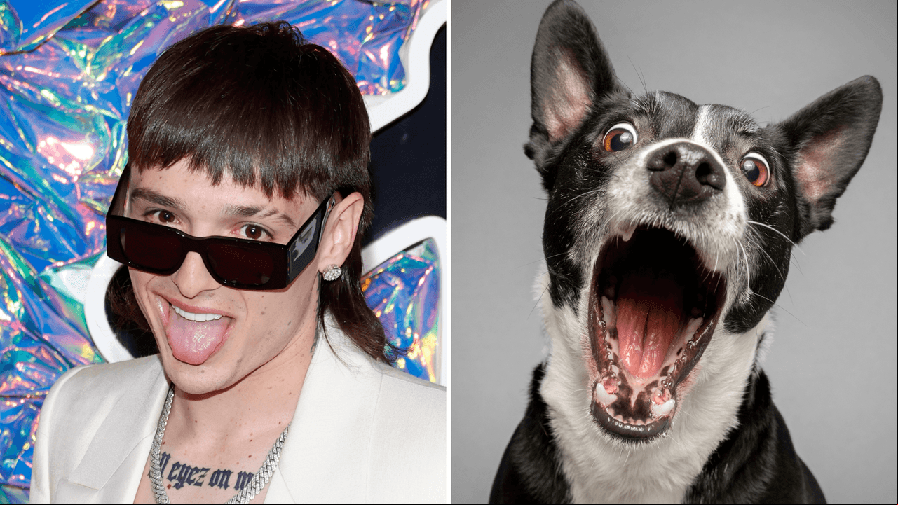 ‘Perro Pluma’: dueños cortan pelo de su mascota como el cantante, ¿al ‘lomito’ no le gustó?