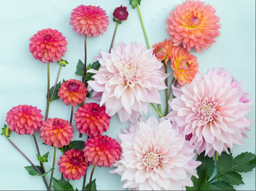 Acuario. Aunque pareciera que la Dalia no se ajusta a la grandeza de tu mamá, son las flores perfectas para ella según los astros.