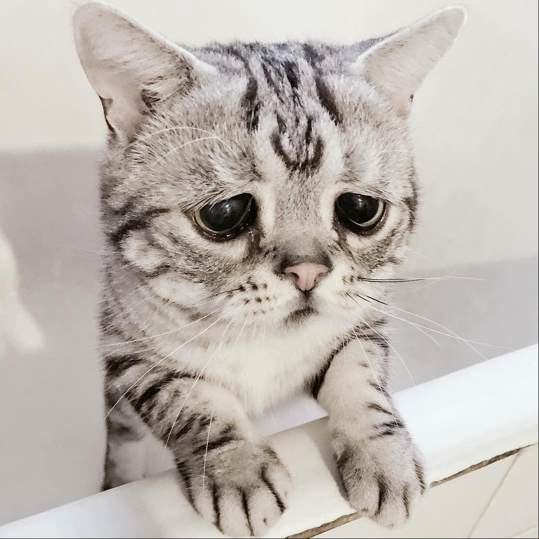 Luhu, la gatita con el semblante más triste y melancólico de internet.
