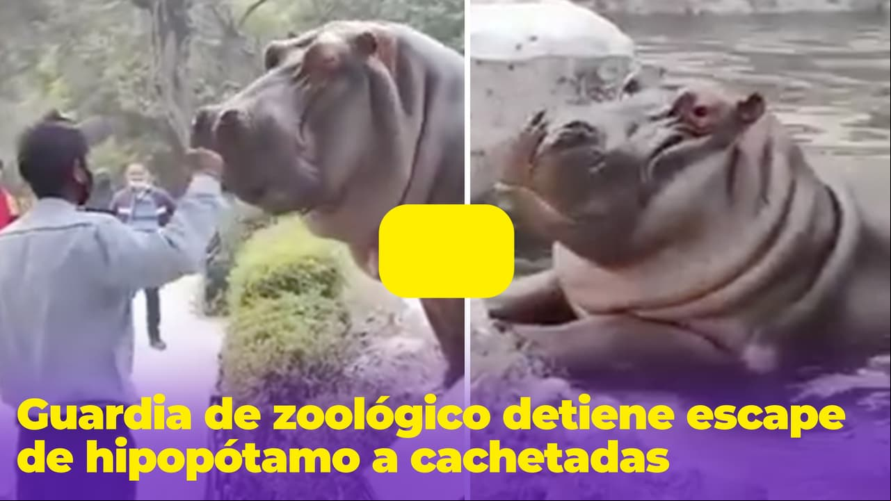 Guardia enfrenta a hipopótamo e impide que se escape del zoológico ¡A cachetadas!