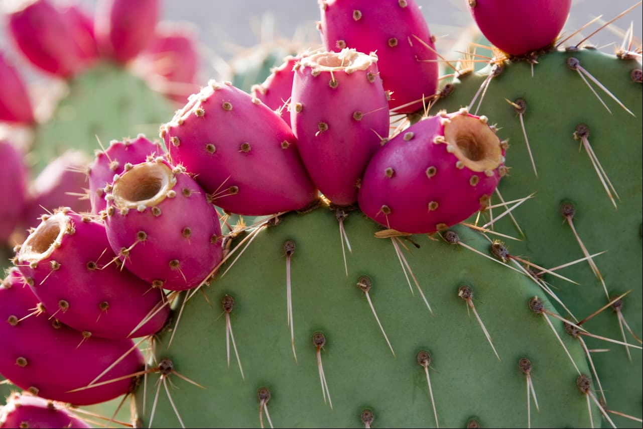 La mexicana que busca transformar el plástico con nopal