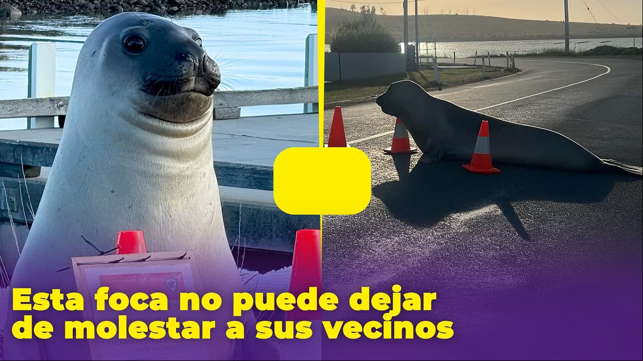Esta foca no puede dejar de molestar a sus vecinos: sus travesuras ya son virales en TikTok