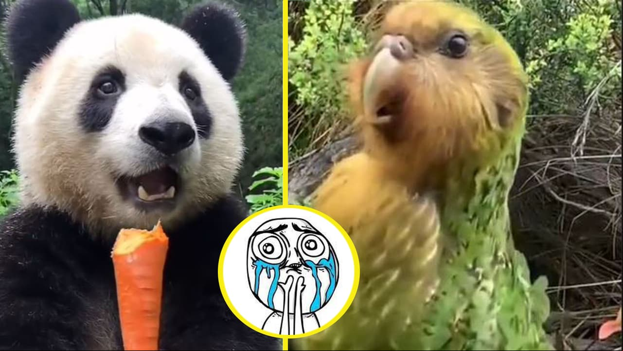 Animales "tontos" que no están extintos de milagro, pero nos matan de ternura
