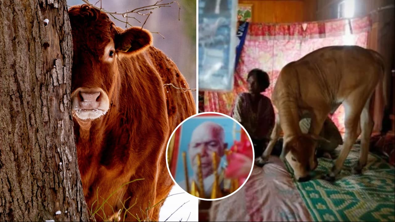 Mujer se casa con una vaca y asegura que es la reencarnación de su esposo: causa polémica