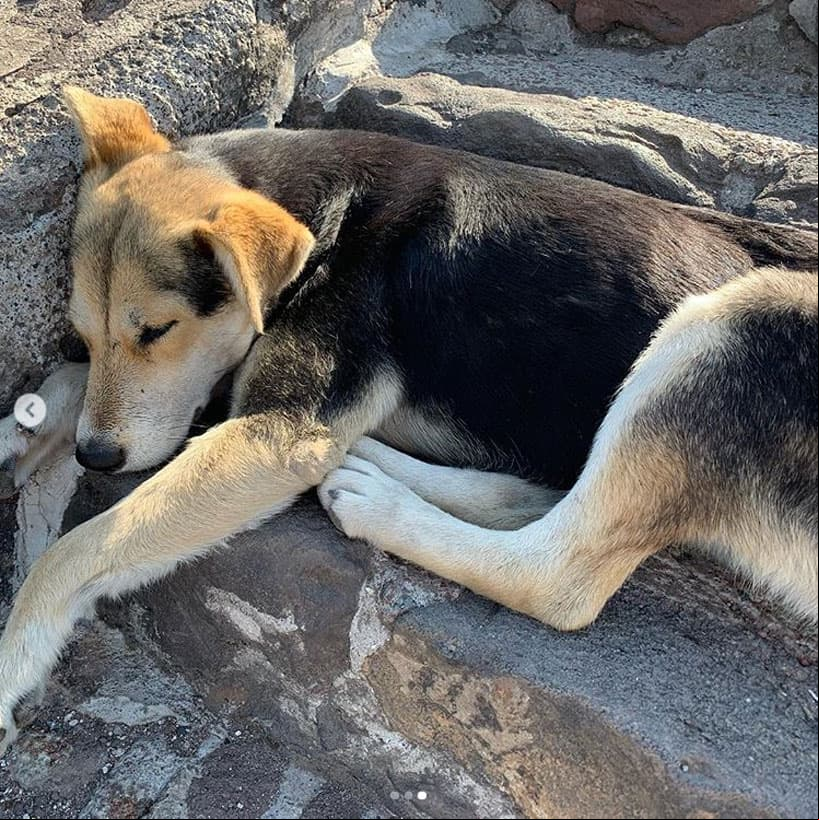 La actriz, que fue nominada en la pasada entrega de los Premios Oscar por su actuación en ‘La Buena Esposa’, quedó impresionada al encontrar varios perros sin dueño durmiendo en la Pirámide del Sol.