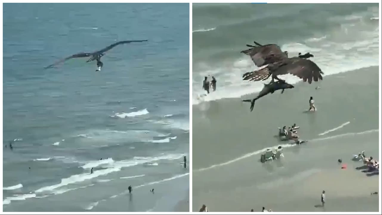 Video muestra a un águila capturando… ¿a un tiburón? Impacta a TikTok cómo lo lleva en el pico