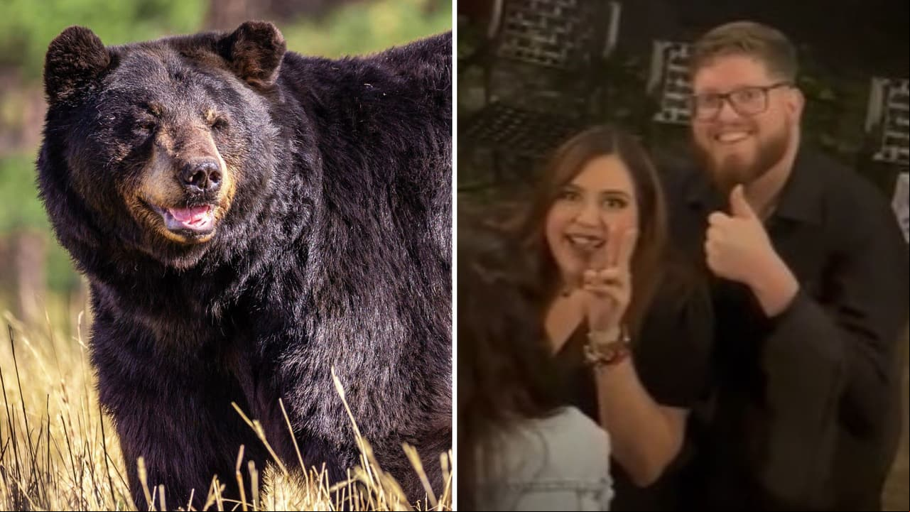 Oso irrumpe en propuesta de matrimonio y momento se hace viral: "quería ser un testigo"