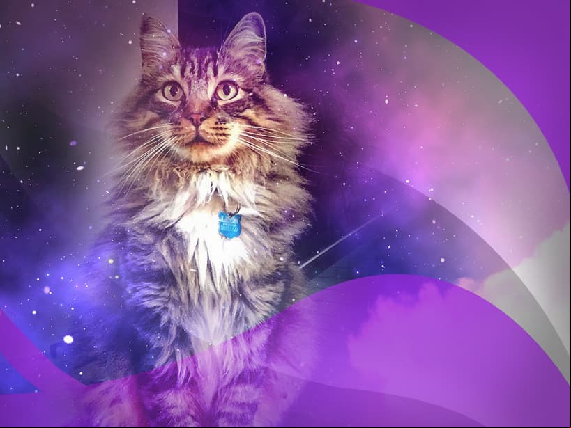 Virgo, el gato del bosque de Noruega es tu versión felina. Es muy limpio, observador y amante del ejercicio. Treparse a los puntos altos le permite controlar todo.