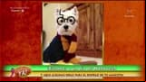 TOP 5: Los disfraces de Halloween más originales para tu perro