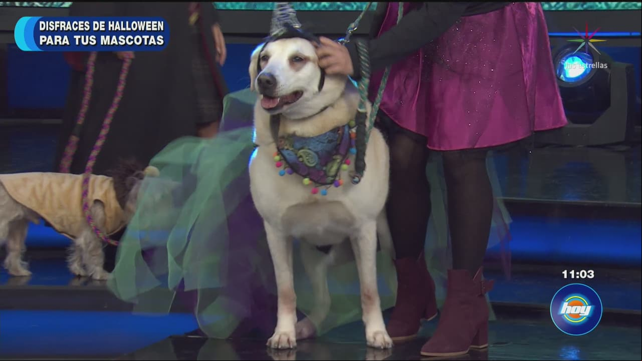 Disfraces de Halloween para tu mascota
