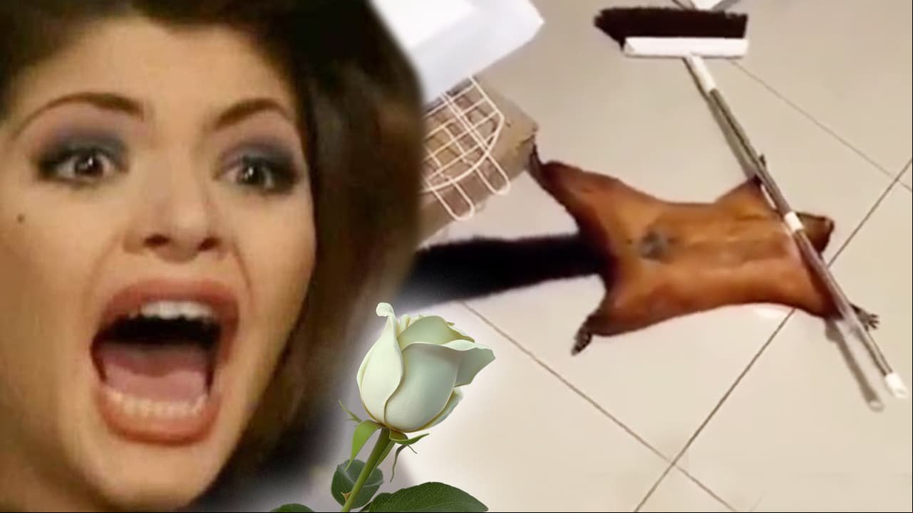 La ‘Ardilla dramática’ sí existe y actúa mejor que en 'La Rosa de Guadalupe'