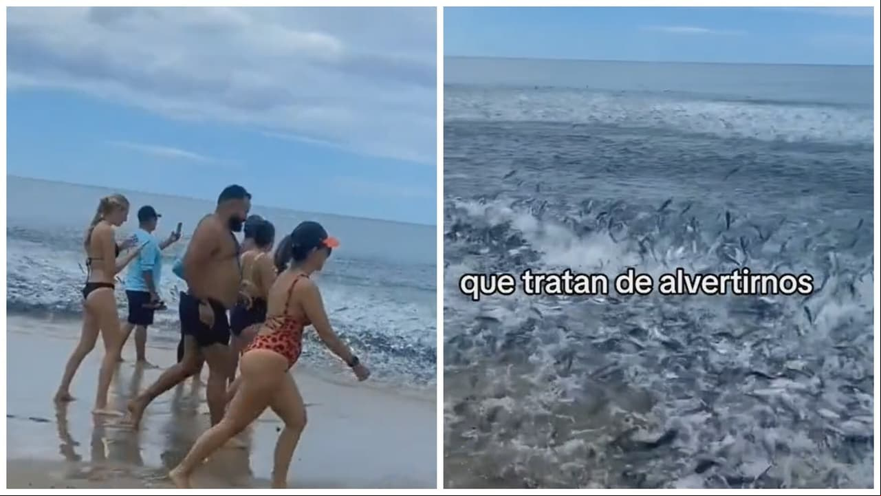Causa terror banco de peces en la orilla del mar.