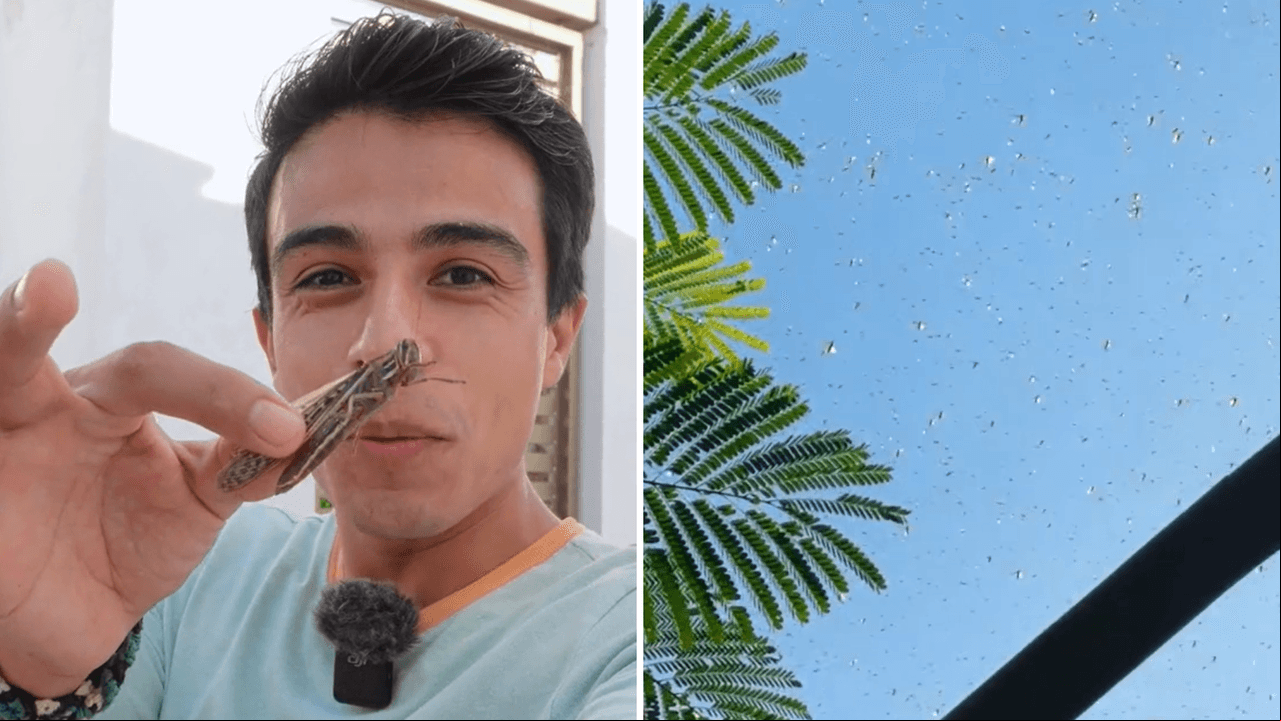 Miles de langostas ‘invaden’ el cielo mexicano y desatan teorías conspirativas: ¿el fin del mundo?