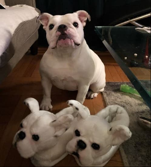 Inmortalizan a tu mascota en pantuflas