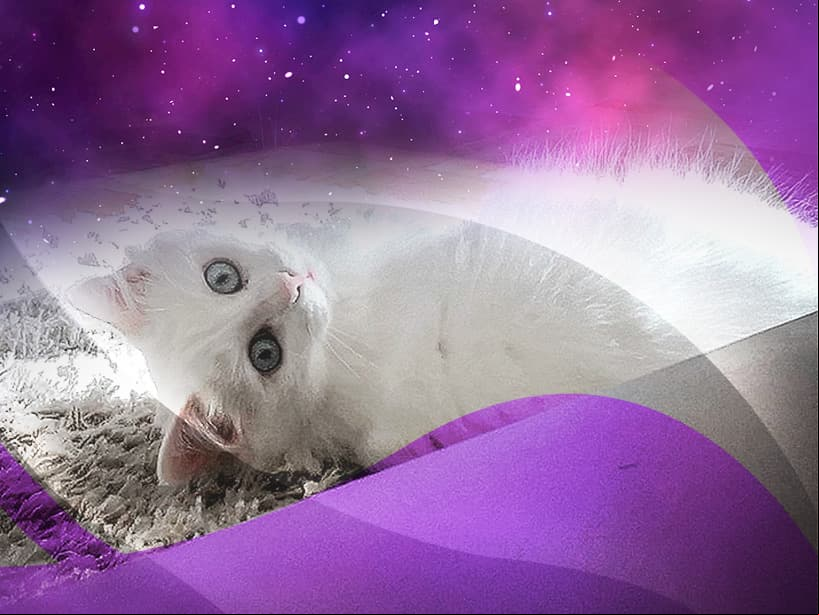 El gato de angora se parece a ti Aries, es inteligente, de carácter dominante y activo. Detesta que lo dejes encerrado en un espacio pequeño. Adora correr y escalar hasta llegar a lo más alto.